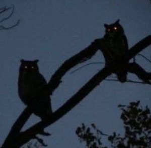 Meet your Posher, Senkuo